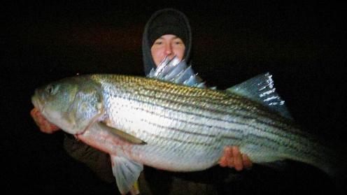 Sarges Bait and Tackle Chesapeake Bay Fishing Report