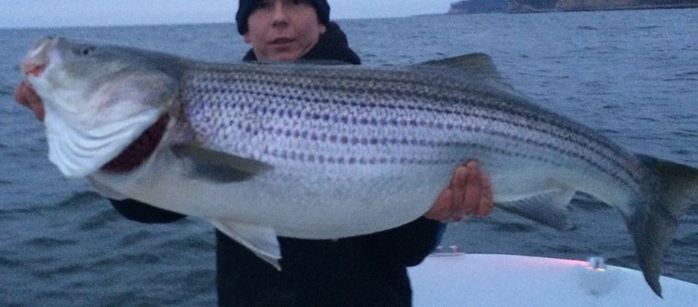 Sarge's Bait and Tackle Chesapeake Bay Fishing Report - Striper