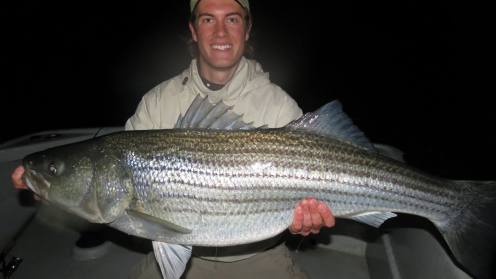 Sarge's Bait and Tackle Chesapeake Bay Fishing Report - Striper