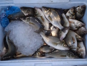 THE YACK REPORT… “THE SUMMER SQUEEZE” – Sarges Bait and Tackle Chesapeake  Bay Maryland